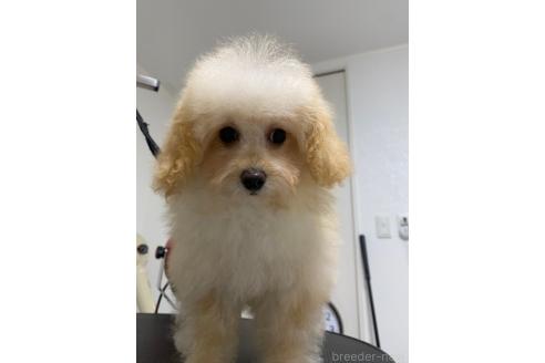 成約済の熊本県のティーカッププードル-358964の8枚目